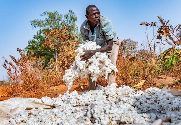 Cotton production in Côte d'Ivoire