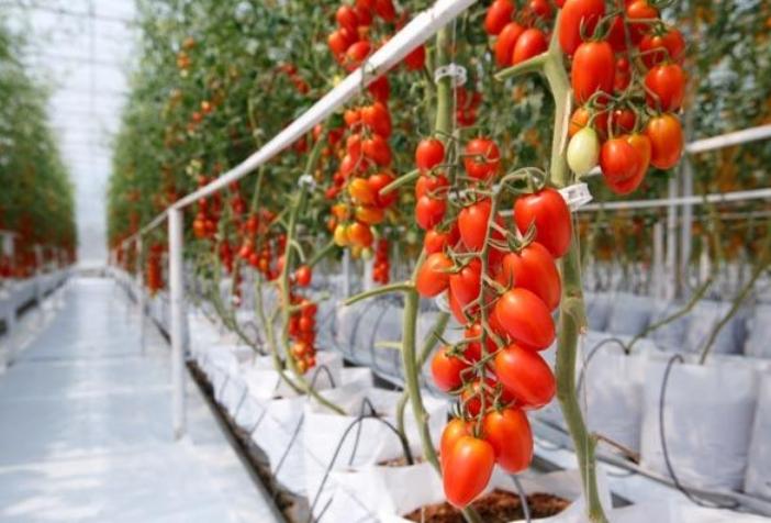 greenhouse tomatoes food security